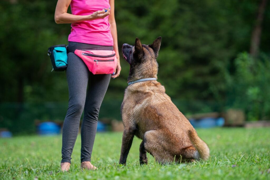 Dog Training Session